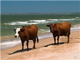 быки на пляже